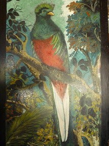 - what the bird looks like