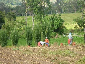 - harvesting potatoes