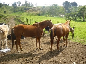 - the beautiful horses
