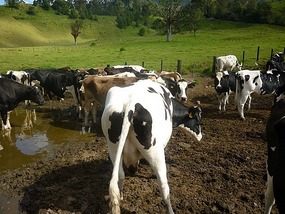 - spotlessly clean in the middle of mud