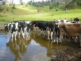- the perfect herd