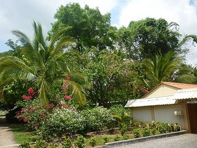 - lush vegetation