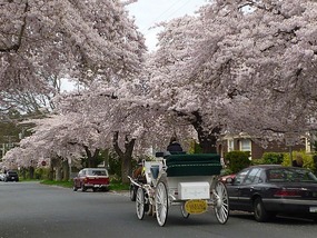  a beautiful spring