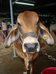 - doesn't it look like a basset hound?