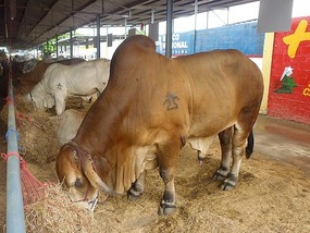 - red Brahman with hump on shoulder