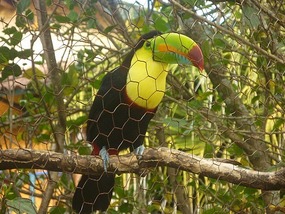 - one of the residents