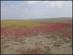Lake Bed