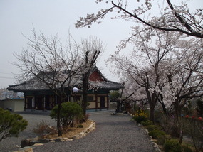 Blossom Trees and Temple