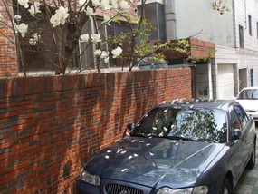 Cherry Blossom Petals on a Car