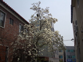 Cherry Blossom Tree by my Apartment