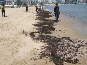 This is why I dont eat Seaweed!