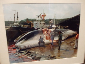 Slicing the Dead Whale