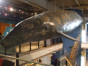 Whale History Museum
