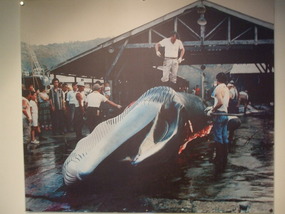 Whale Hunting Photo