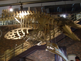 Whale Skeletal Remains