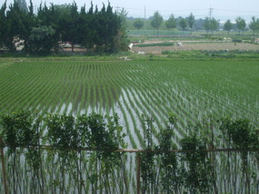 Rice Fields in Gyeongju on the long bus ride
