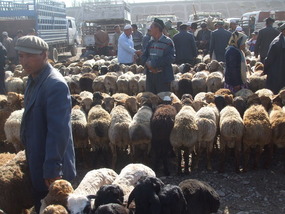 Sunday Livestock Market