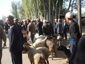 Taking Cattle to Market