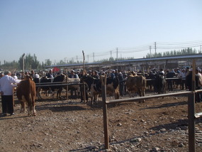 View of Livestock Market