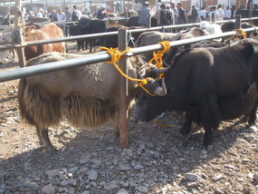Yaks