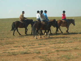 Horses on the Grasslands