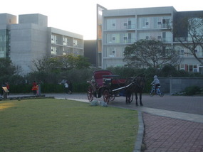 Horse and Cart Rides