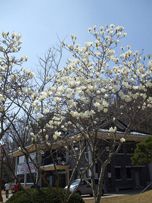 Cherry Blossom