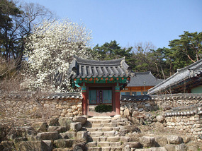 Doorway with Cherry Blossom