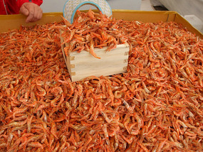 Dried Shrimp