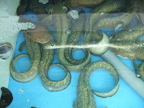 Lots of Eels