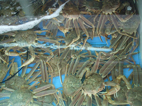 Many Live Crabs