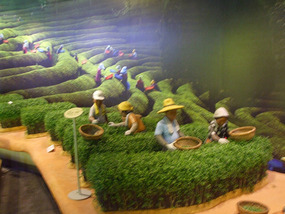 Green Tea Cultivation