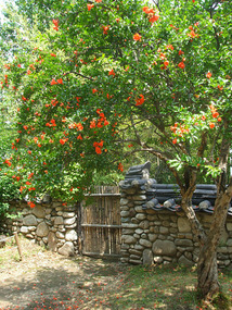 Gate and Orange Tree