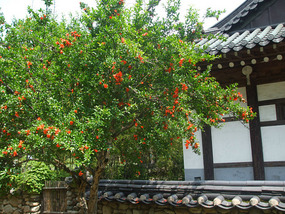 House and Orange Tree