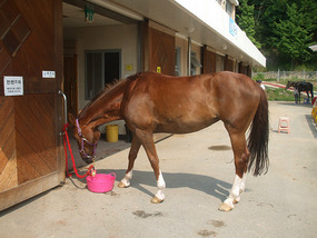 Horse by Stable