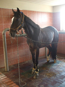 Waiting Horse