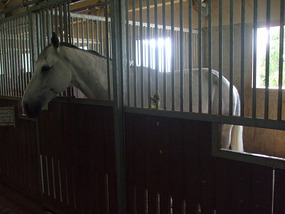 White Horse