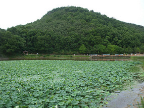 Hamji Park Lotus Pond