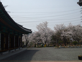 Cherry Blossom Trees
