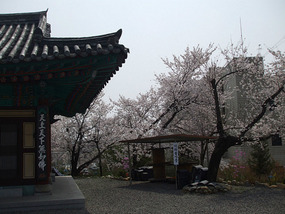 Many Blossom Trees