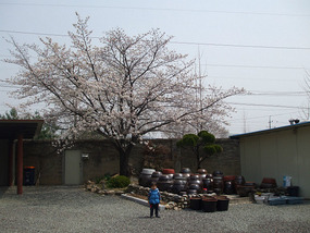 Many Clay Pots