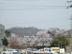 Temple Hidden in Cherry Blossom