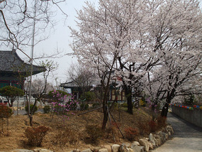 Tree Covered Pathway