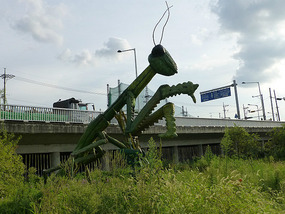Giant Cricket