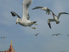 Coming in to Feed