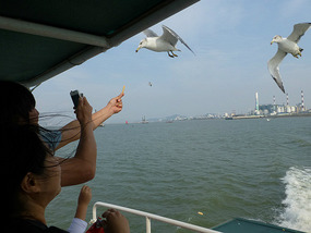 Feeding the Seagulls