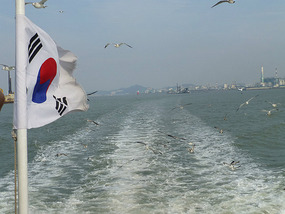 Relentless Seagulls