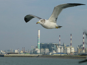 Seagull Close Up