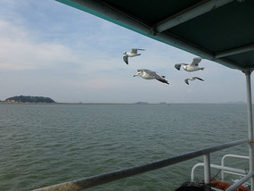 Seagulls along Port Side