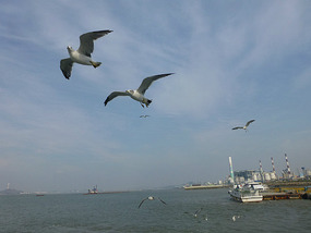 Seagulls Begin to Follow